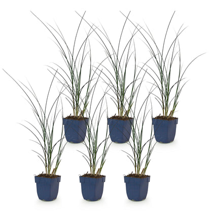 Miscanthus sin. Gracillimus : Lot de six plants en pot bleu marine, alignés sur fond blanc, prêts à être plantés dans votre jardin.