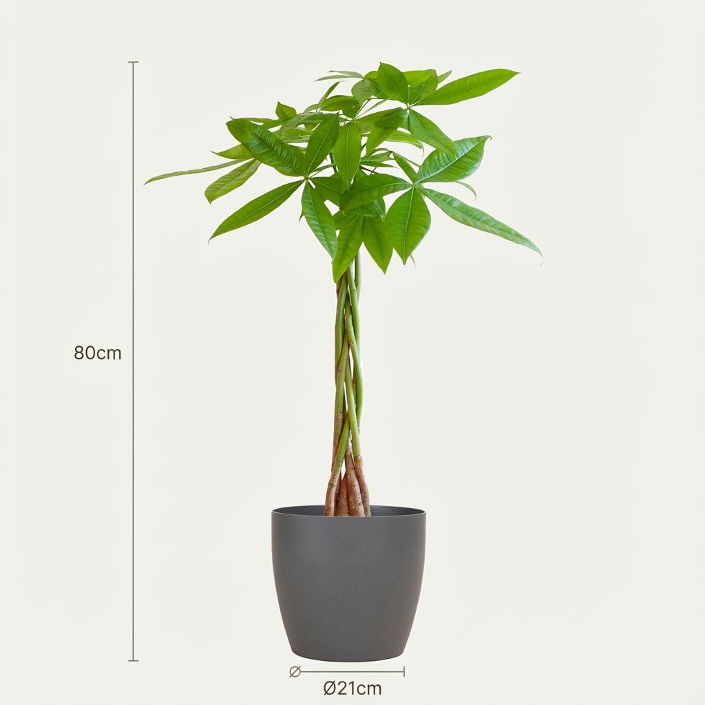 Pachira Aquatica avec Potter Gris - 80cm - Ø21