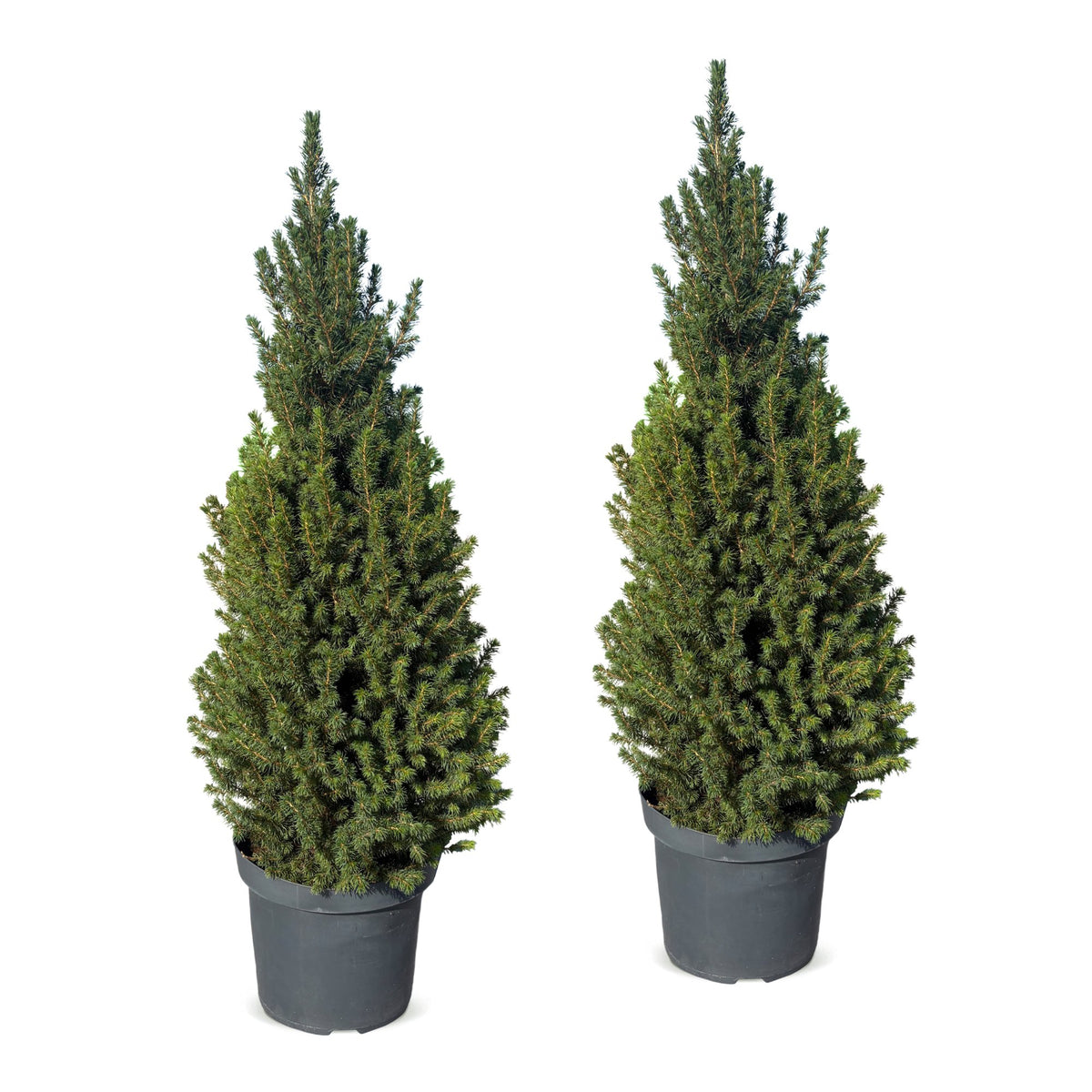 Épicéa de l'Alberta 'Conica' lot de 2 sapins en pot de 26 cm