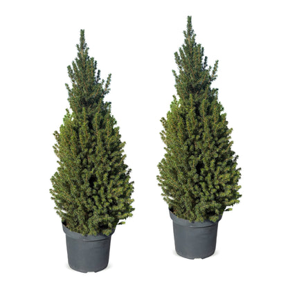 Épicéa de l'Alberta 'Conica' lot de 2 sapins en pot de 26 cm