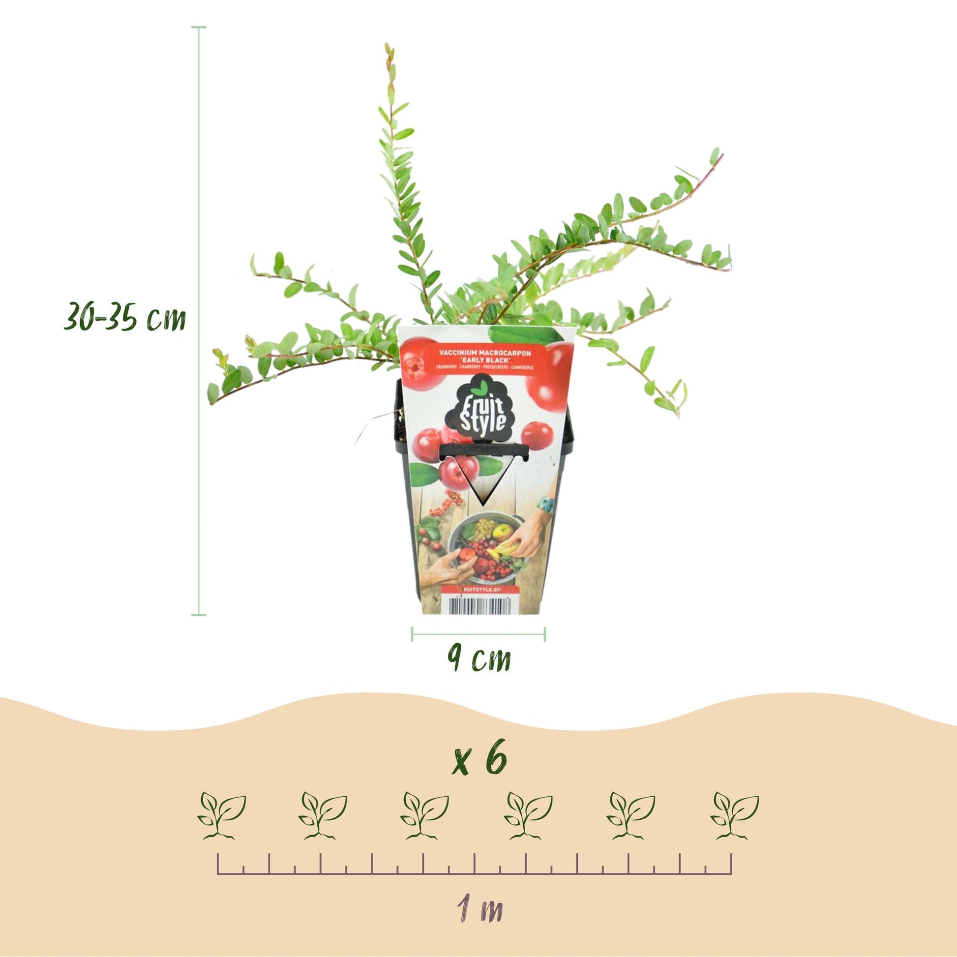 Myrtille Early Black. Infographie montrant un plant en pot de 9 cm, de 30-35 cm de haut, et un espacement de 1 m pour 6 plants.