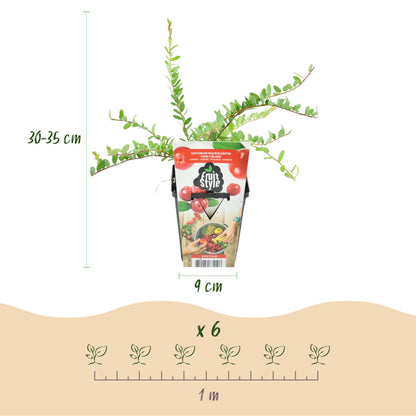 Myrtille Early Black. Infographie montrant un plant en pot de 9 cm, de 30-35 cm de haut, et un espacement de 1 m pour 6 plants.