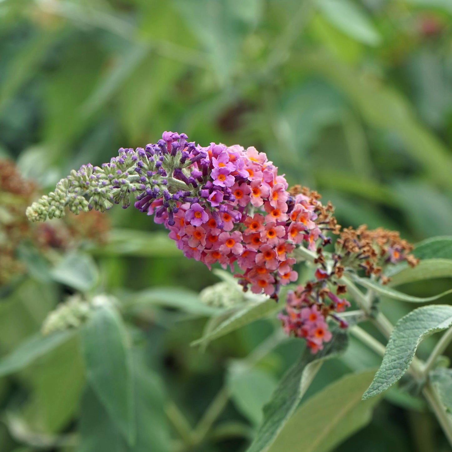 Buddleja davidii Flower Power, gros plan sur l'inflorescence multicolore allant du violet au rose orangé, avec un arrière-plan flou de feuil