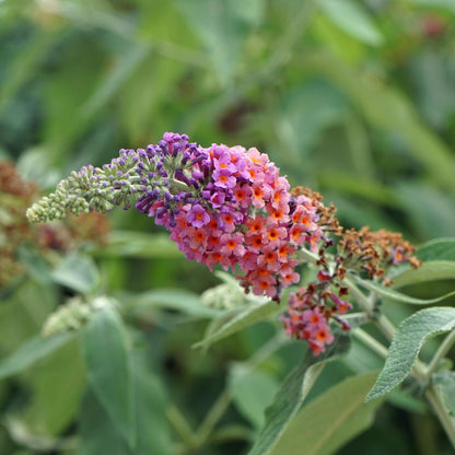 Buddleja davidii Flower Power, gros plan sur l'inflorescence multicolore allant du violet au rose orangé, avec un arrière-plan flou de feuil