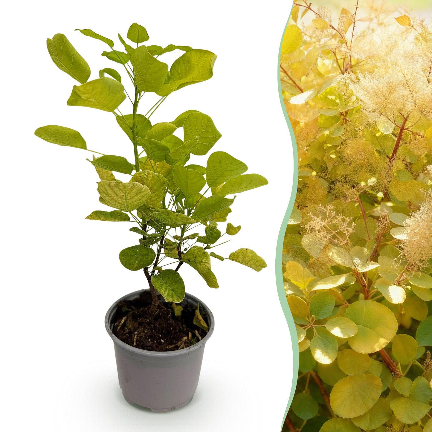 Cotinus coggyria Golden Spirit : un jeune plant en pot sur fond blanc, juxtaposé à une photo d'une haie mature et fleurie.