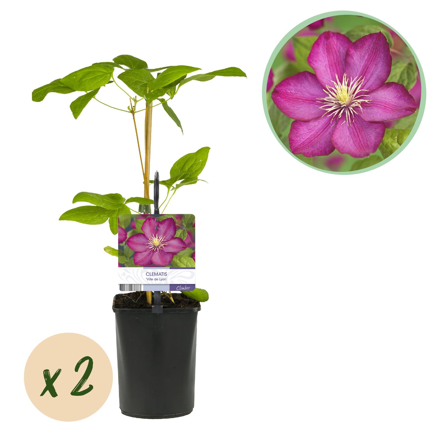 Clématite Ville de Lyon, jeune plant en pot avec tuteur et étiquette, et une pastille "x2" pour indiquer le lot de 2.
