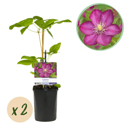 Clématite Ville de Lyon, jeune plant en pot avec tuteur et étiquette, et une pastille "x2" pour indiquer le lot de 2.