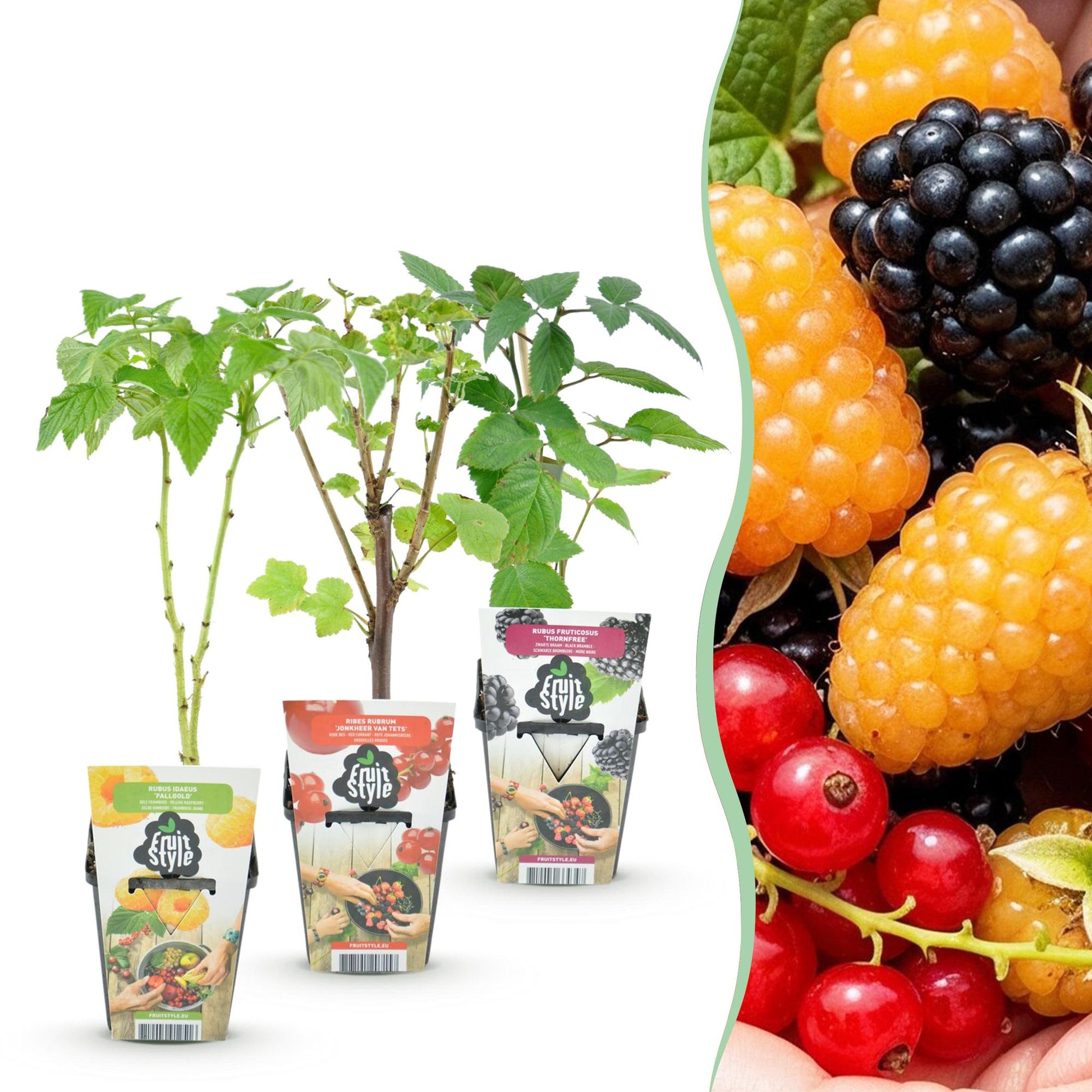 Plants de framboises jaunes, mûres noires et baies rouges en pots de 9cm sur fond blanc, avec un aperçu des fruits colorés cueillis à la mai