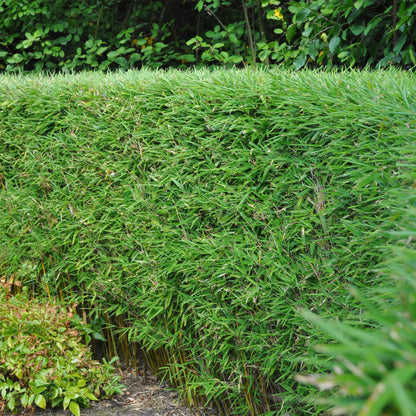 Fargesia rufa : haie dense de bambous non envahissants, idéal pour créer un écran de verdure persistant et élégant dans un jardin.