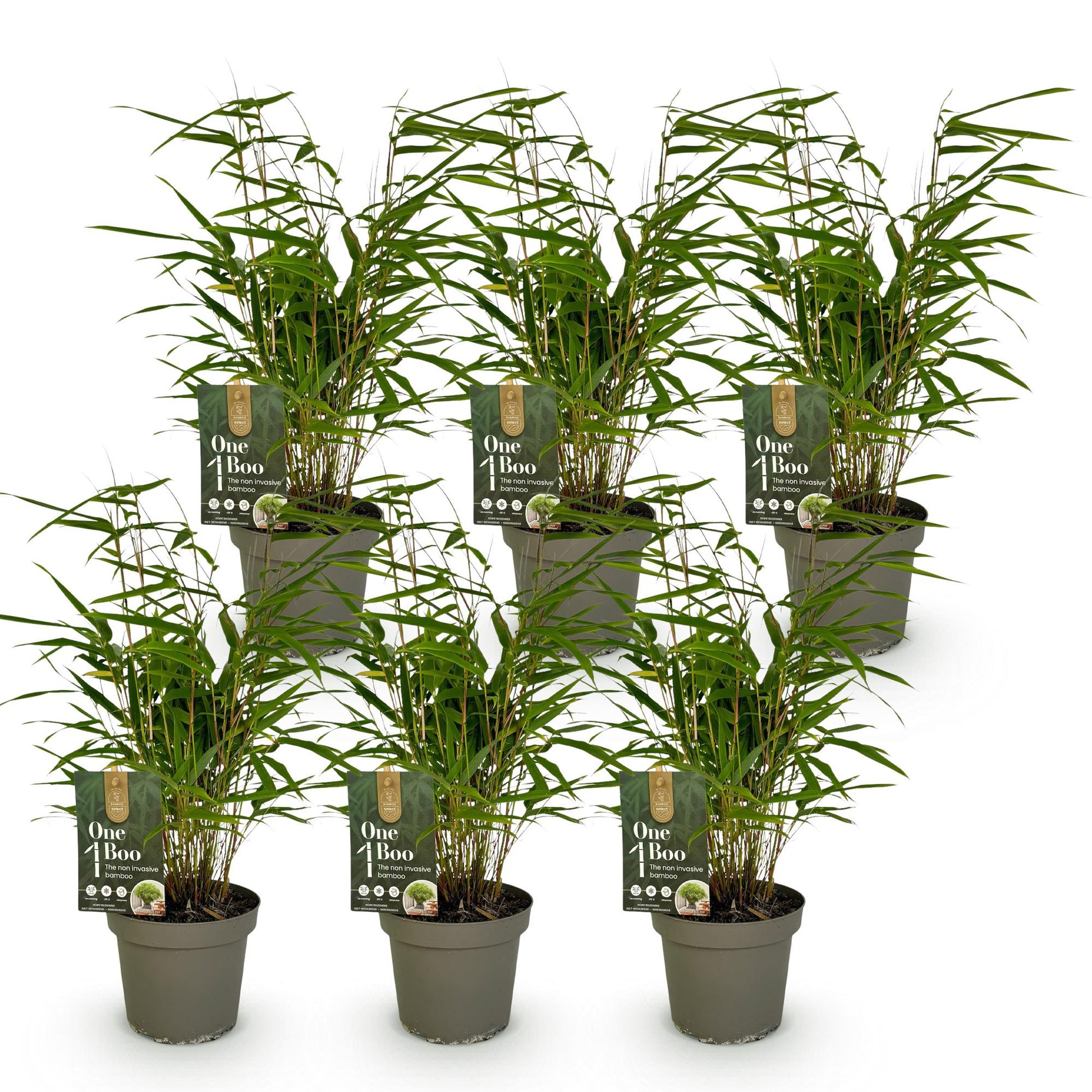 Bambou Fargesia Rufa. Six plants de bambous non envahissants en pots gris, alignés sur un fond blanc, formant un lot.