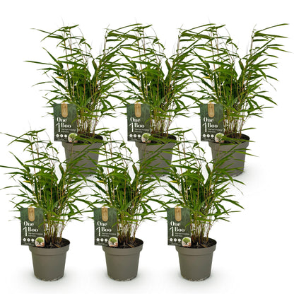 Bambou Fargesia Rufa. Six plants de bambous non envahissants en pots gris, alignés sur un fond blanc, formant un lot.