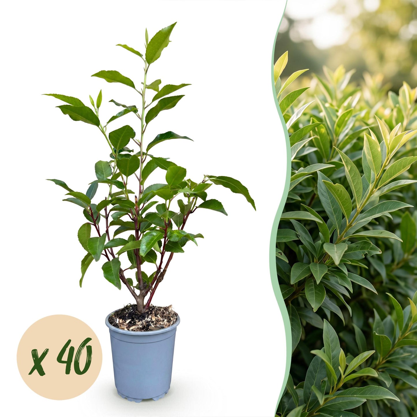 Prunus lusitanica Angustifolia : plant en pot, avec pastille indiquant la quantité « x 40 », à côté d'une haie luxuriante en arrière-plan.