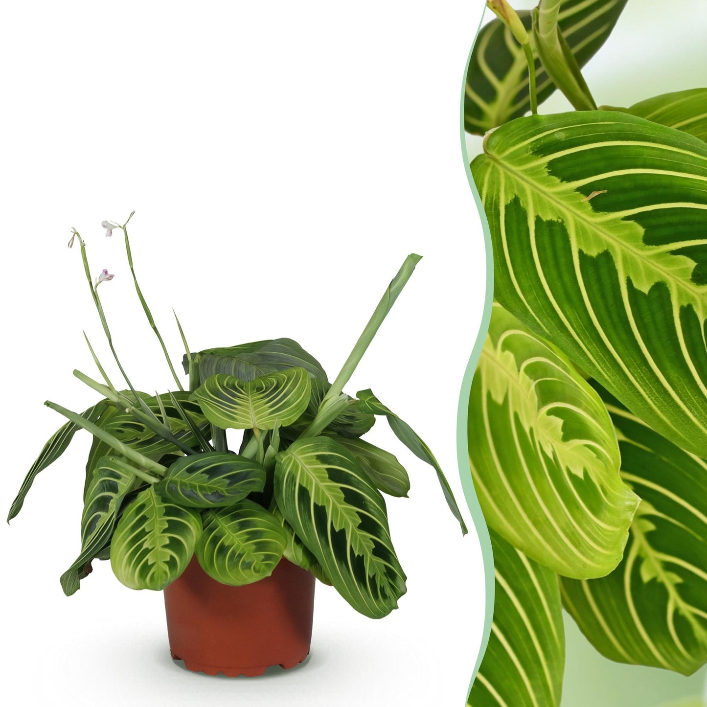 Plante d'intérieur - Maranta Fascinator Lemon Lime - Plante de prière - Plante conviviale pour les animaux - Vert - 1 Plante - Pot 12cm - Hauteur 25cm