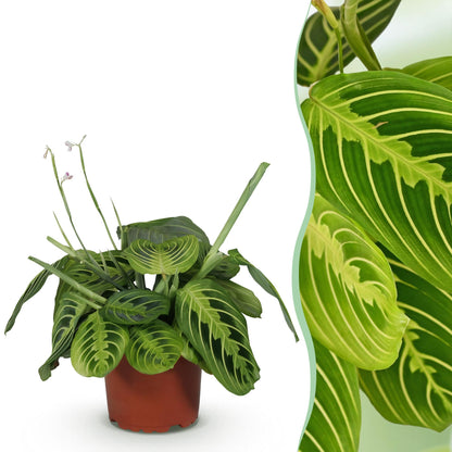 Plante d'intérieur - Maranta Fascinator Lemon Lime - Plante de prière - Plante conviviale pour les animaux - Vert - 1 Plante - Pot 12cm - Hauteur 25cm