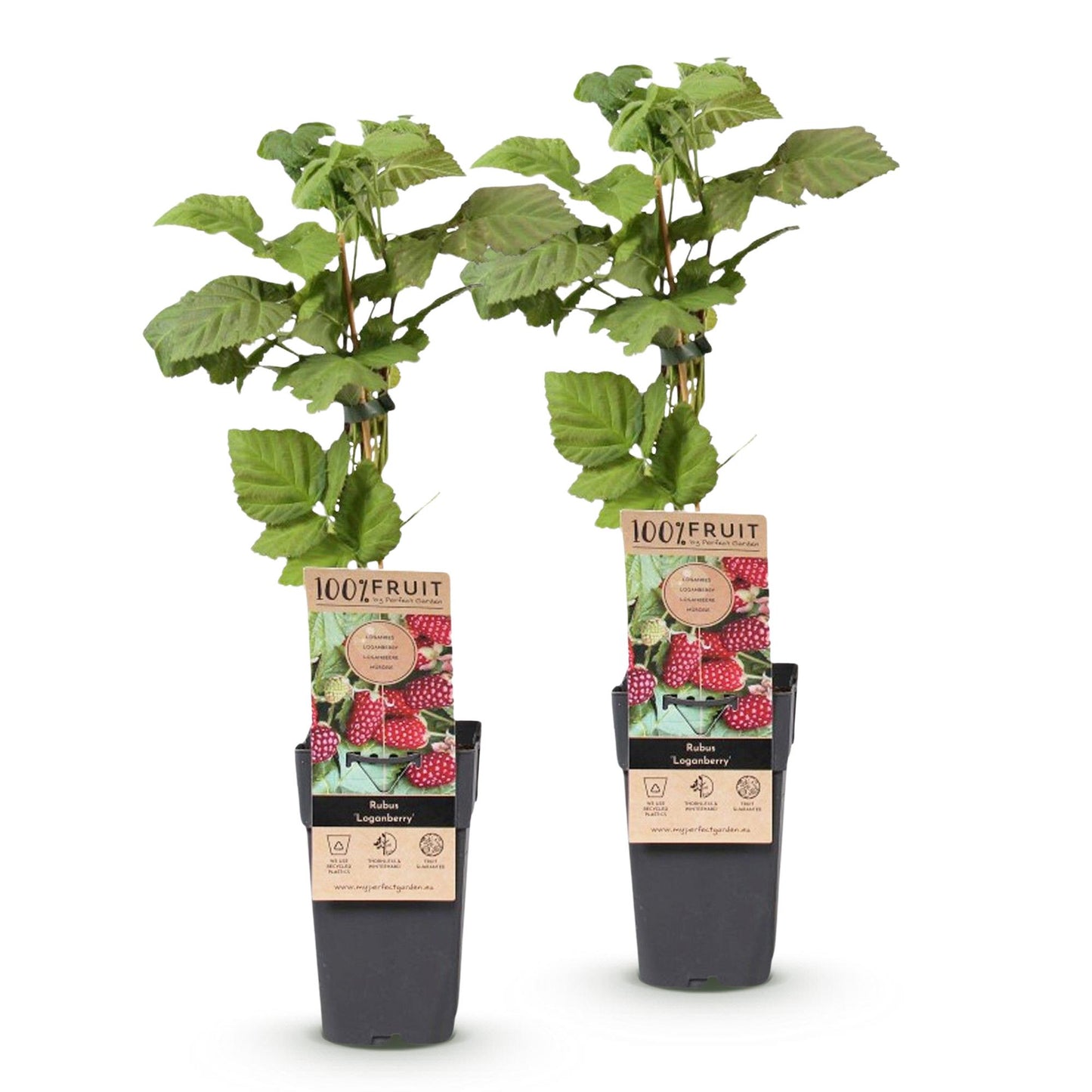Rubus Loganberry Thornless : deux jeunes plants de mûriers sans épines, avec leurs feuilles vertes et des étiquettes descriptives, sur fond 