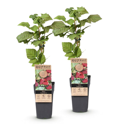 Rubus Loganberry Thornless : deux jeunes plants de mûriers sans épines, avec leurs feuilles vertes et des étiquettes descriptives, sur fond 