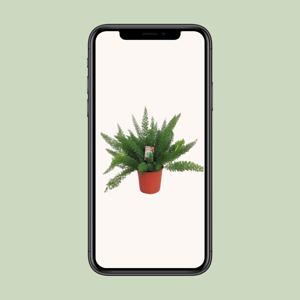 L'Asparagus 'Myersii' en pot de 27 cm présenté sur un écran de téléphone