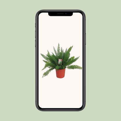 L'Asparagus 'Myersii' en pot de 27 cm présenté sur un écran de téléphone