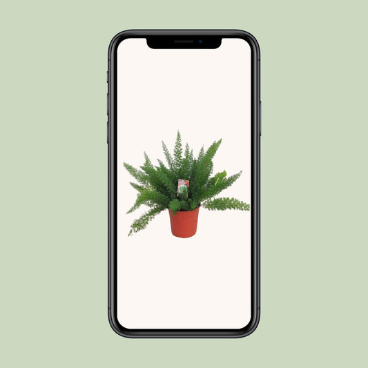 L'Asparagus 'Myersii' en pot de 27 cm présenté sur un écran de téléphone