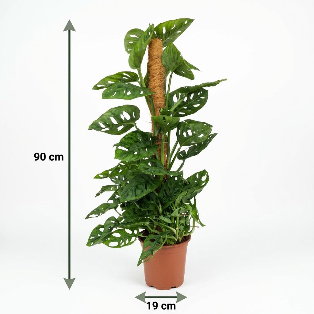 Plante d'intérieur - Monkey Mask - Monstera Andansonii sur Tuteur - Vert - Peu d'entretien - 1 Plante - Pot 19cm - Hauteur 90cm