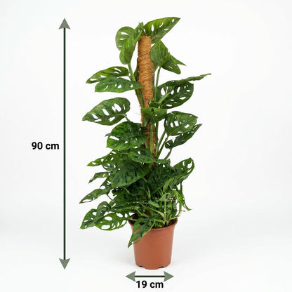 Plante d'intérieur - Monkey Mask - Monstera Andansonii sur Tuteur - Vert - Peu d'entretien - 1 Plante - Pot 19cm - Hauteur 90cm