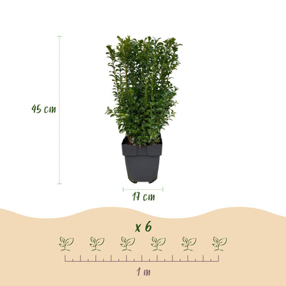 Buxus sempervirens, lot de 6 plantes en pot de 17 cm, mesurant 45 cm de hauteur, pour une haie d'1 mètre linéaire.