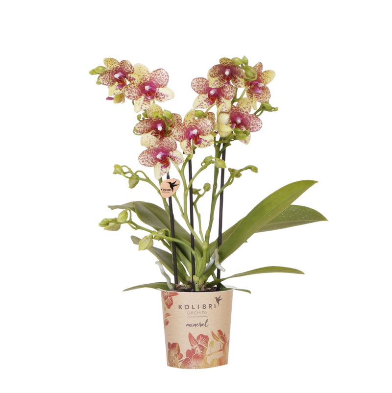 Orchidée Phalaenopsis 'Grosseto' orange-jaune (Phalaenopsis) - Pot 9 cm