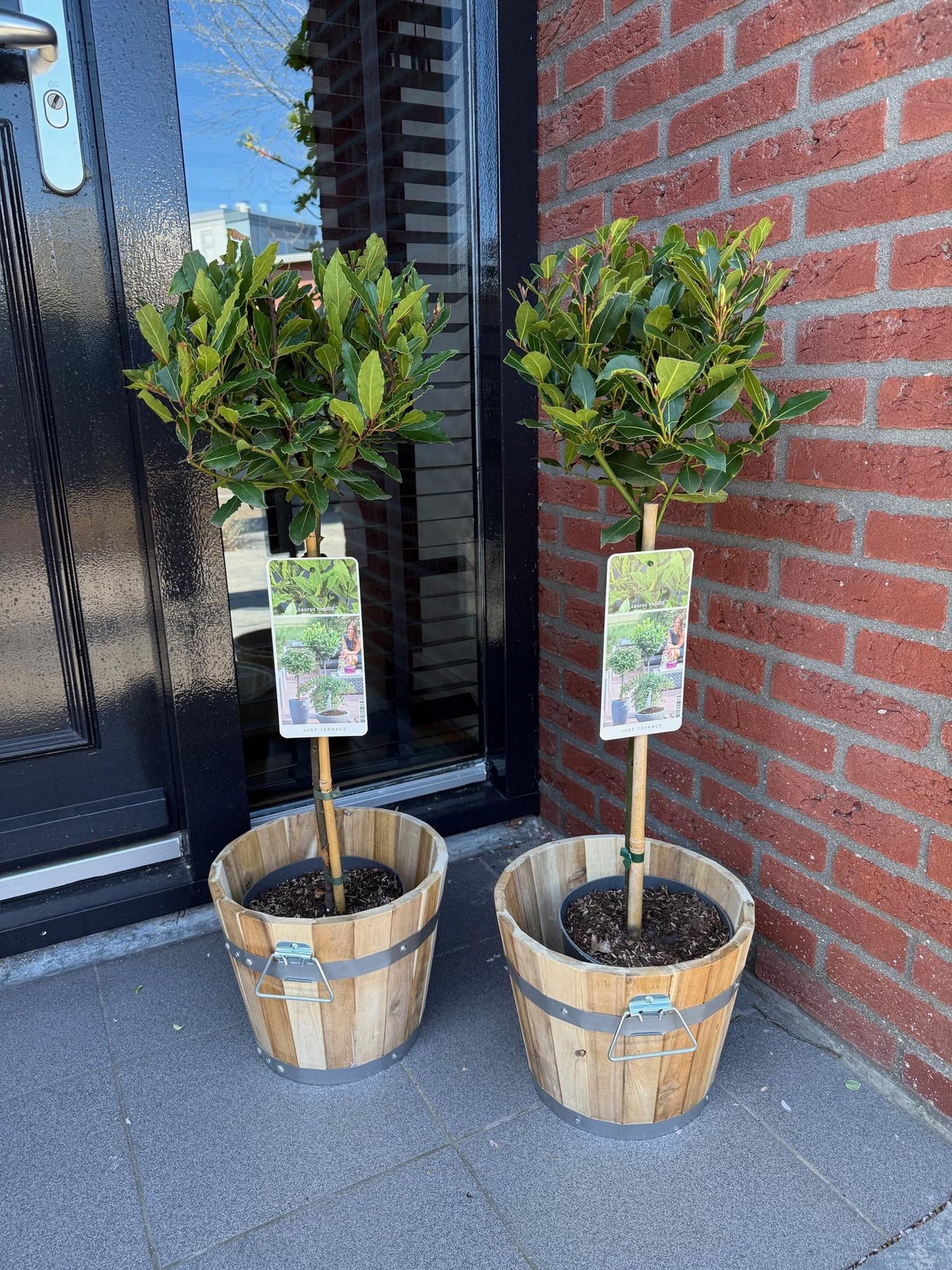 Laurus nobilis, plantes sur tige de laurier noble en pot, placées devant une maison, pour agrémenter l'entrée ou la terrasse.