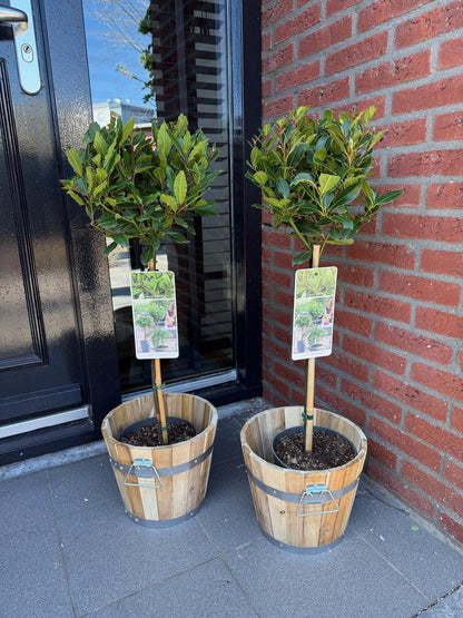 Laurus nobilis, plantes sur tige de laurier noble en pot, placées devant une maison, pour agrémenter l'entrée ou la terrasse.
