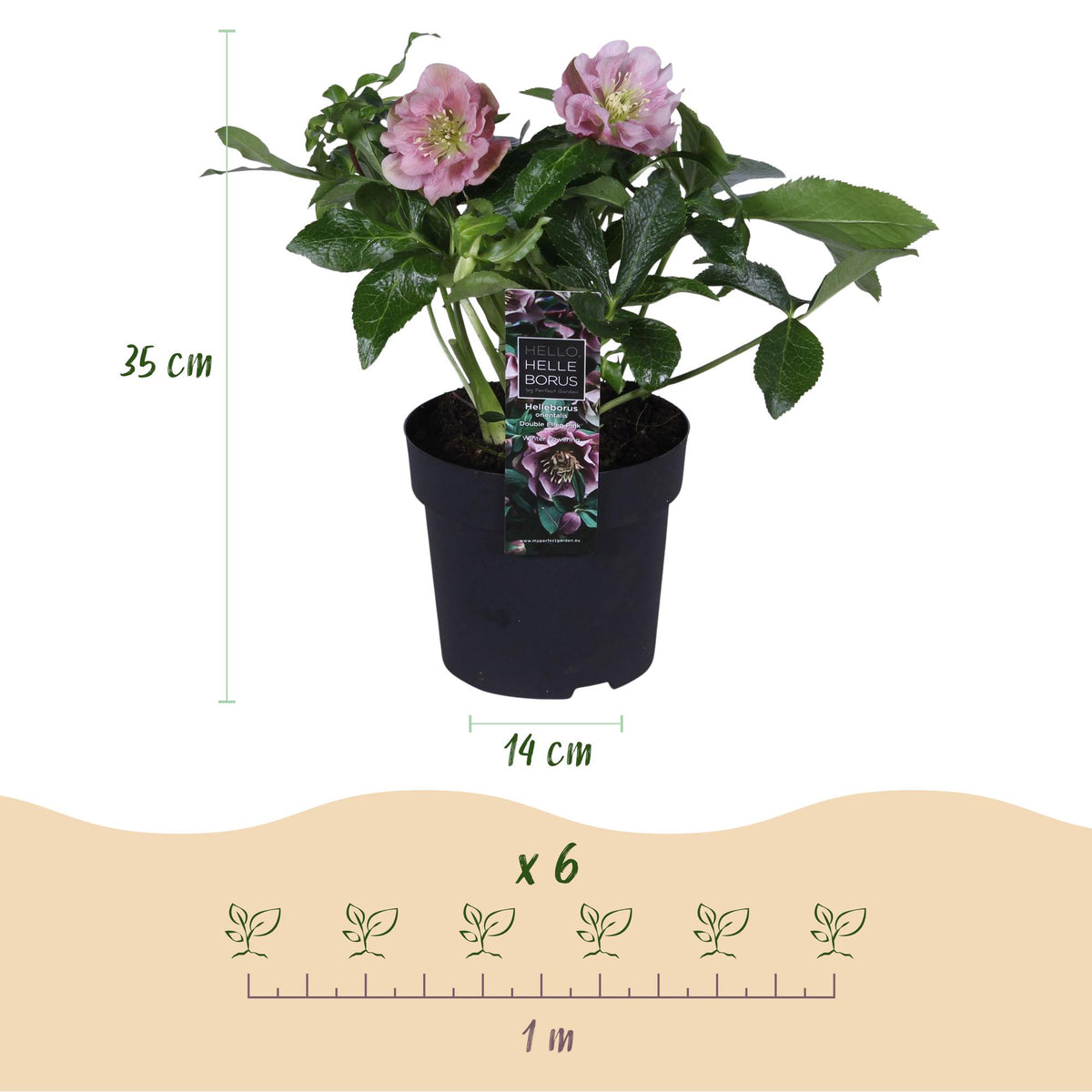 Dimensions Rose de Carême 'Double Ellen Pink' en pot de 14 cm