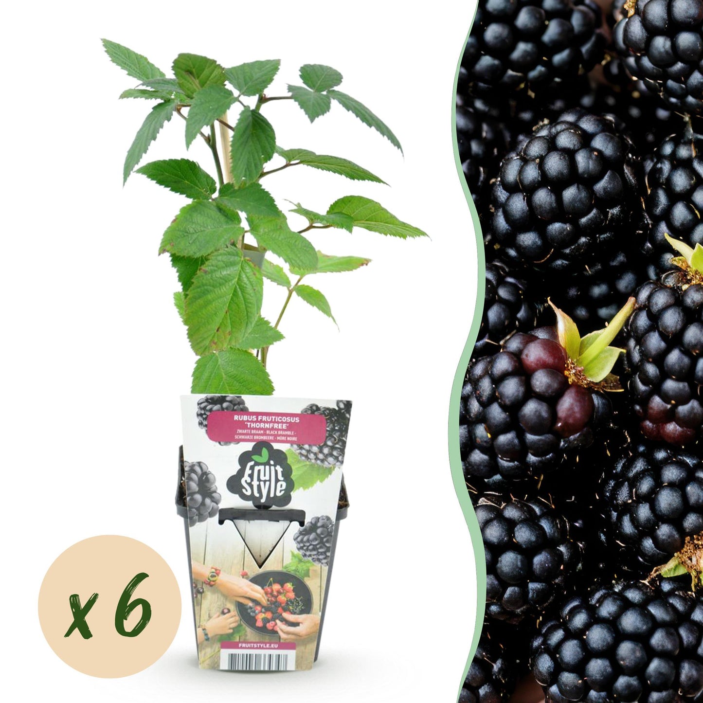 Ronce sans épines 'Thornfree', Rubus fruticosus, en pot sur fond blanc avec pastille 'x6' et photo de mûres noires.