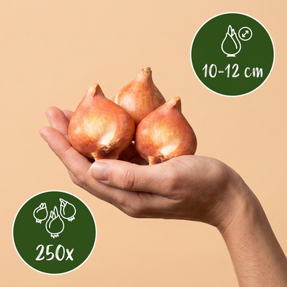 Bulbes de Mélange de bulbes pour jardin tenus dans une main, calibre 10-12 cm, lot de 250 bulbes.