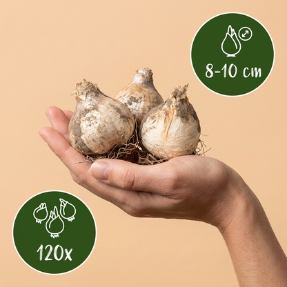 Bulbes d'Ail de Sicile tenus dans une main, petit calibre 8-10 cm, lot de 120 bulbes.