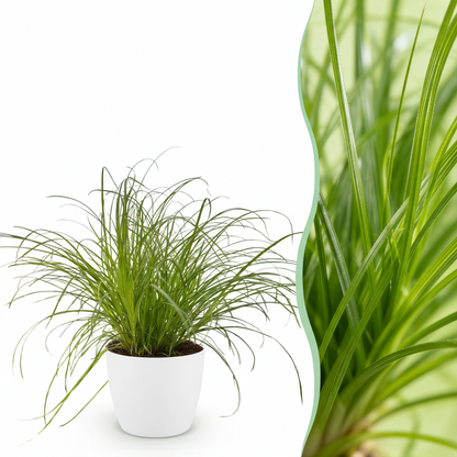 Plante d'intérieur - Cyperus alternifolius Zumula - Plante à chats - Plante amicale pour les animaux - Vert - 1 Plante - avec Potter Blanc - Pot 12cm - Hauteur 20cm