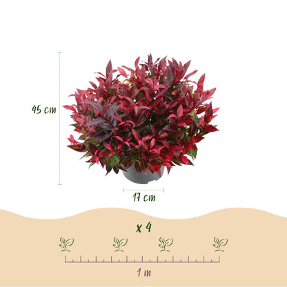 Leucothoe Zeblid rouge, schéma montrant la hauteur de 45 cm, le pot de 17 cm, et la distance de plantation recommandée d'1 mètre.