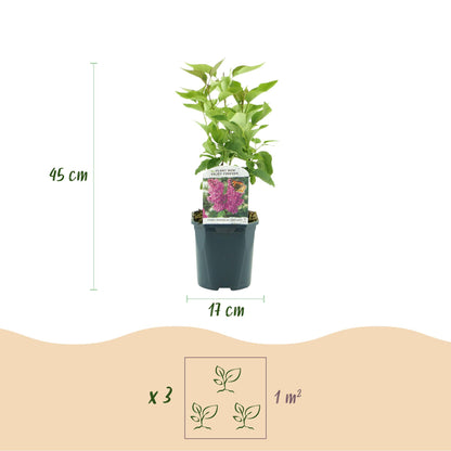 Lilas commun Ludwig Spath : Vue d'un plant de Lilas en pot, avec ses dimensions (45 cm de haut, pot de 17 cm) et recommandation de plantatio