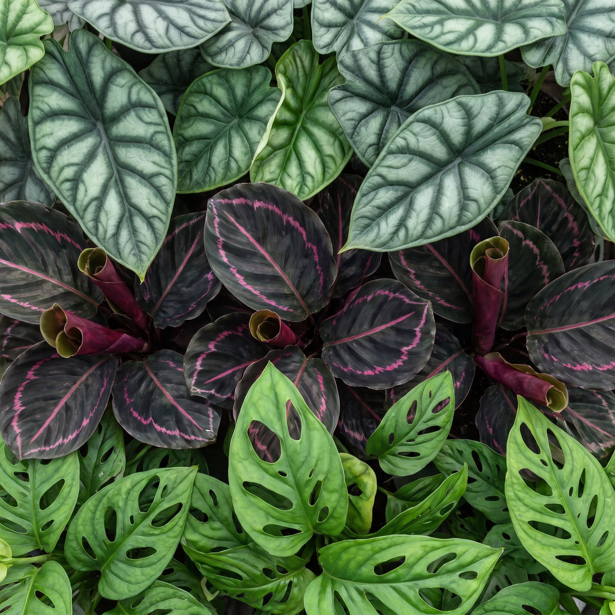 Détail du feuillage de Bébés plantes tropicales