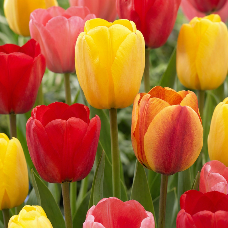 Tulipe Darwin Hybride en mélange (Tulipa) - floraison printanière