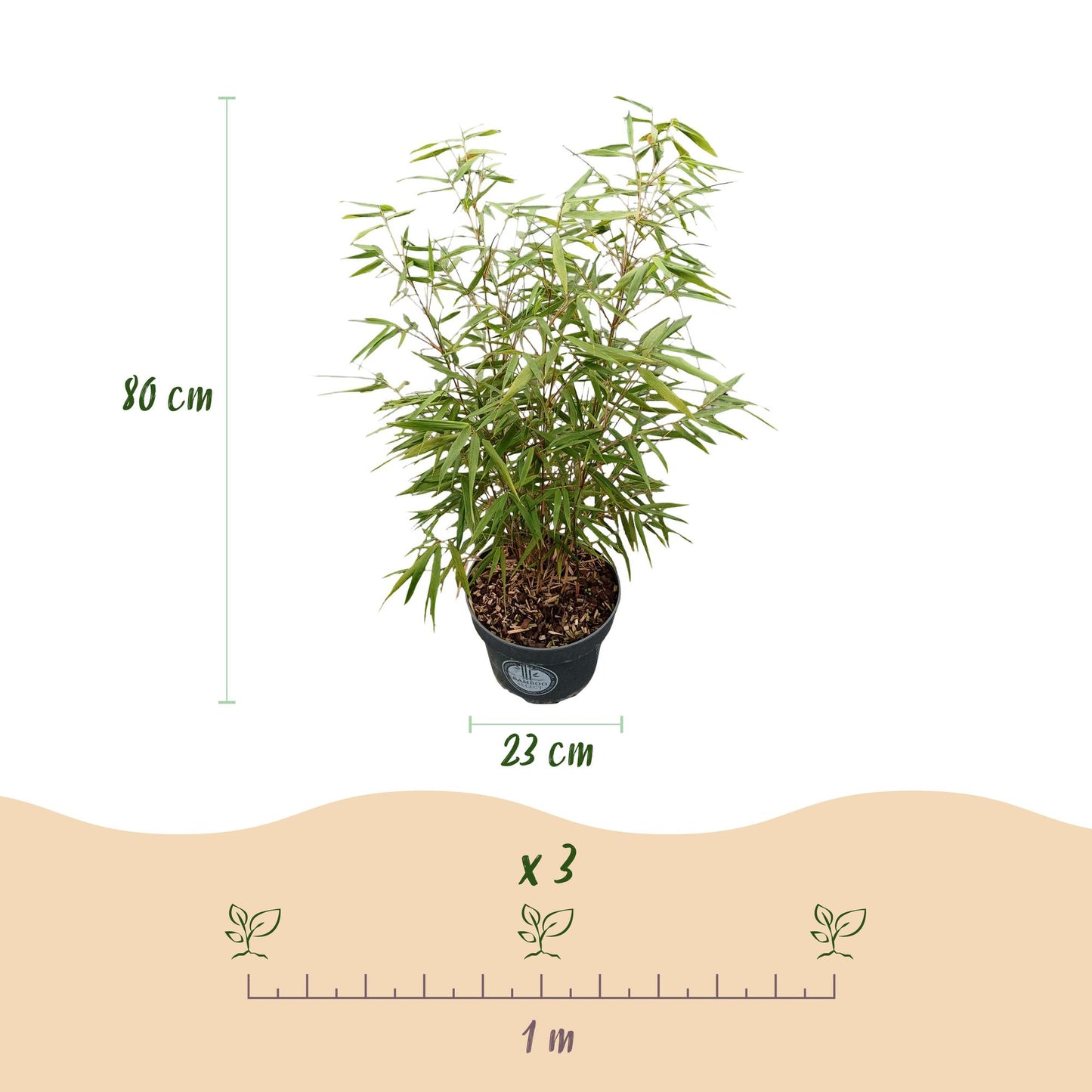 Fargesia scabrida Asian Wonder, bambou non envahissant, avec les dimensions (hauteur 80 cm, pot 23 cm) et l'espacement de plantation (x3 par