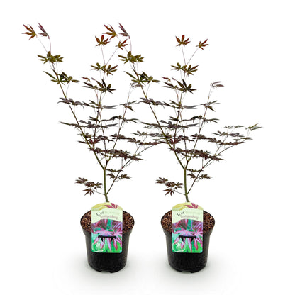 Erable du Japon Acer palmatum Trompenburg violet foncé. Deux plants en pot alignés sur fond blanc. Feuillage découpé, lobé, de couleur pourp
