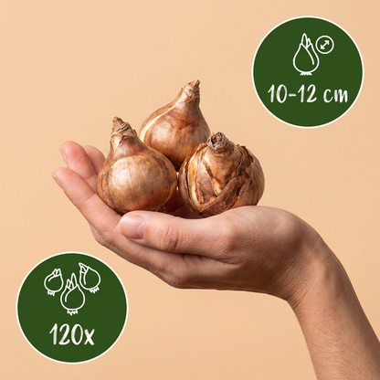 Bulbes de Narcisse Double en mélange tenus dans une main, calibre 10-12 cm, lot de 120 bulbes.