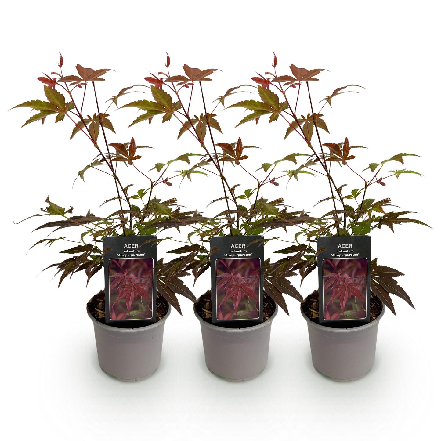Acer palmatum Atropurpureum : trois plants de 35cm en pot de 12cm, alignés sur fond blanc. Feuilles caduques violettes.