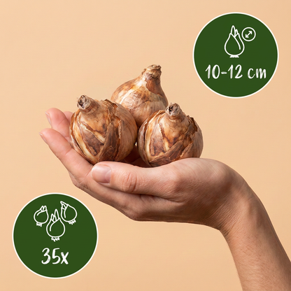 Bulbes de Mélange de bulbes pour jardin ensoleillé tenus dans une main, calibre 10-12 cm, lot de 35 bulbes.