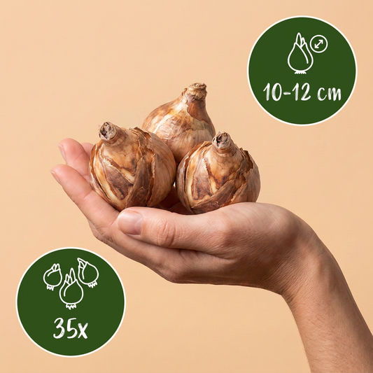 Bulbes de Mélange de bulbes pour jardin ensoleillé tenus dans une main, calibre 10-12 cm, lot de 35 bulbes.