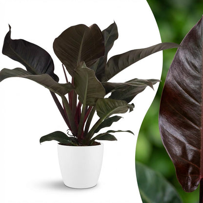 Plante d'intérieur - Philodendron - Philodendron Imperial Red - Rouge - Peu d'entretien - 1 Plante - avec Pot Blanc - Pot 19cm - Hauteur 60cm