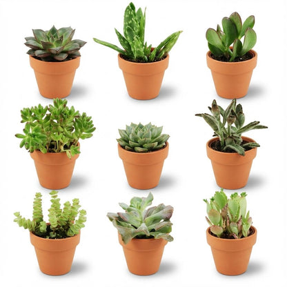 Un mini mélange de neuf succulentes variées, chacune dans un petit pot en terre cuite, posées sur un fond blanc, montrant différentes