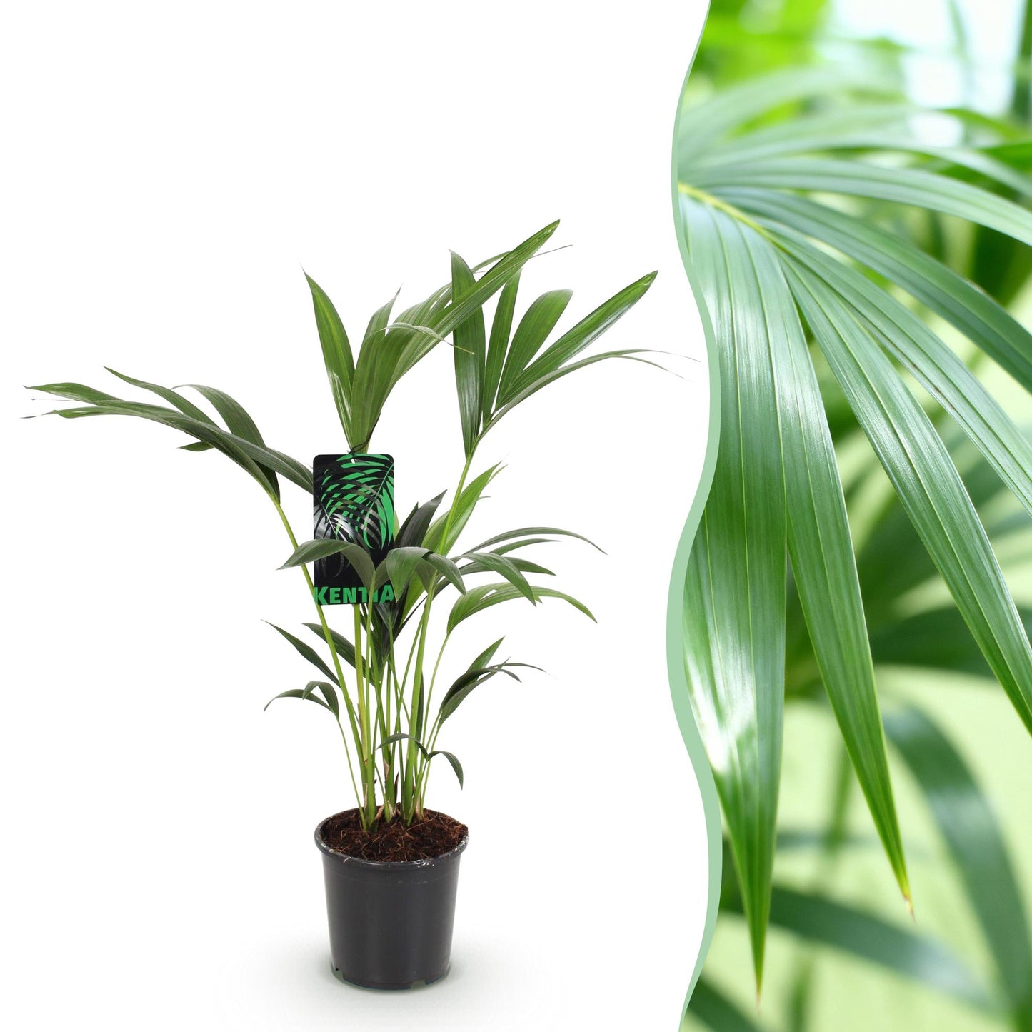 Howea Forsteriana Kentia Palm plante d'intérieur en pot 17cm, palmier vert élégant hauteur 70-75cm