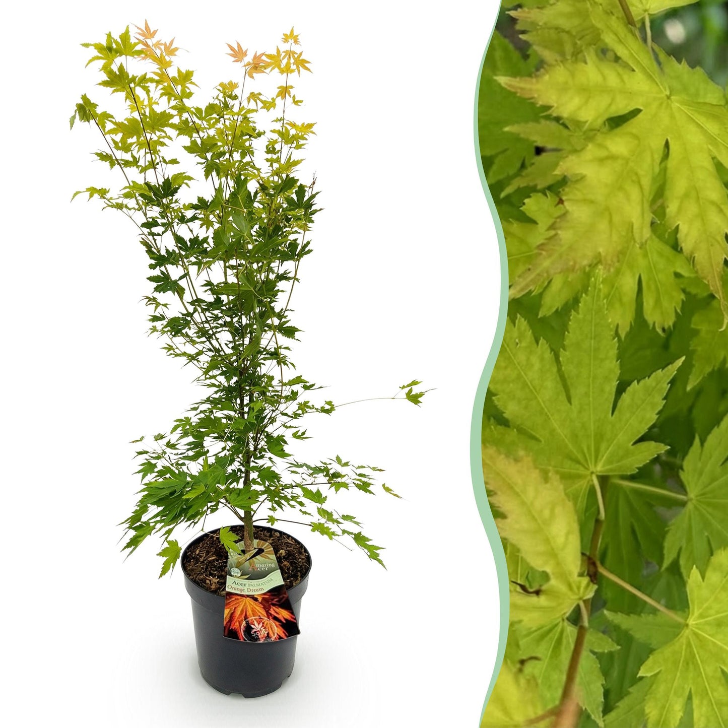 Acer palmatum Orange Dream : jeune érable japonais en pot sur fond blanc à gauche, accompagné d'un gros plan sur ses feuilles vertes à droit