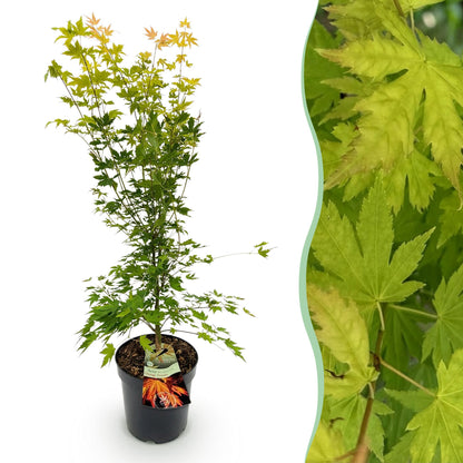 Acer palmatum Orange Dream : jeune érable japonais en pot sur fond blanc à gauche, accompagné d'un gros plan sur ses feuilles vertes à droit