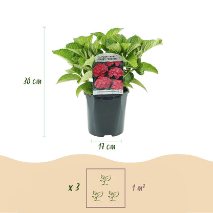 Hortensia de jardin (Hydrangea macrophylla), arbuste fleuri rustique, Pot 17 cm, Hauteur 30 cm